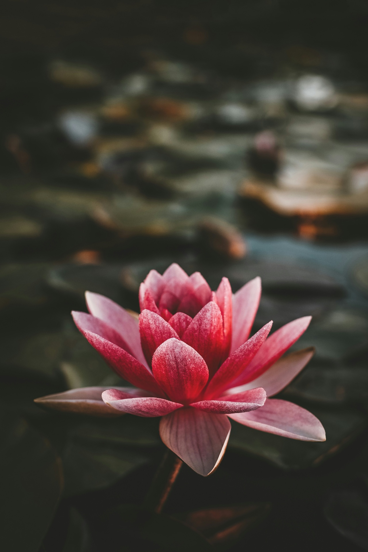Succulent