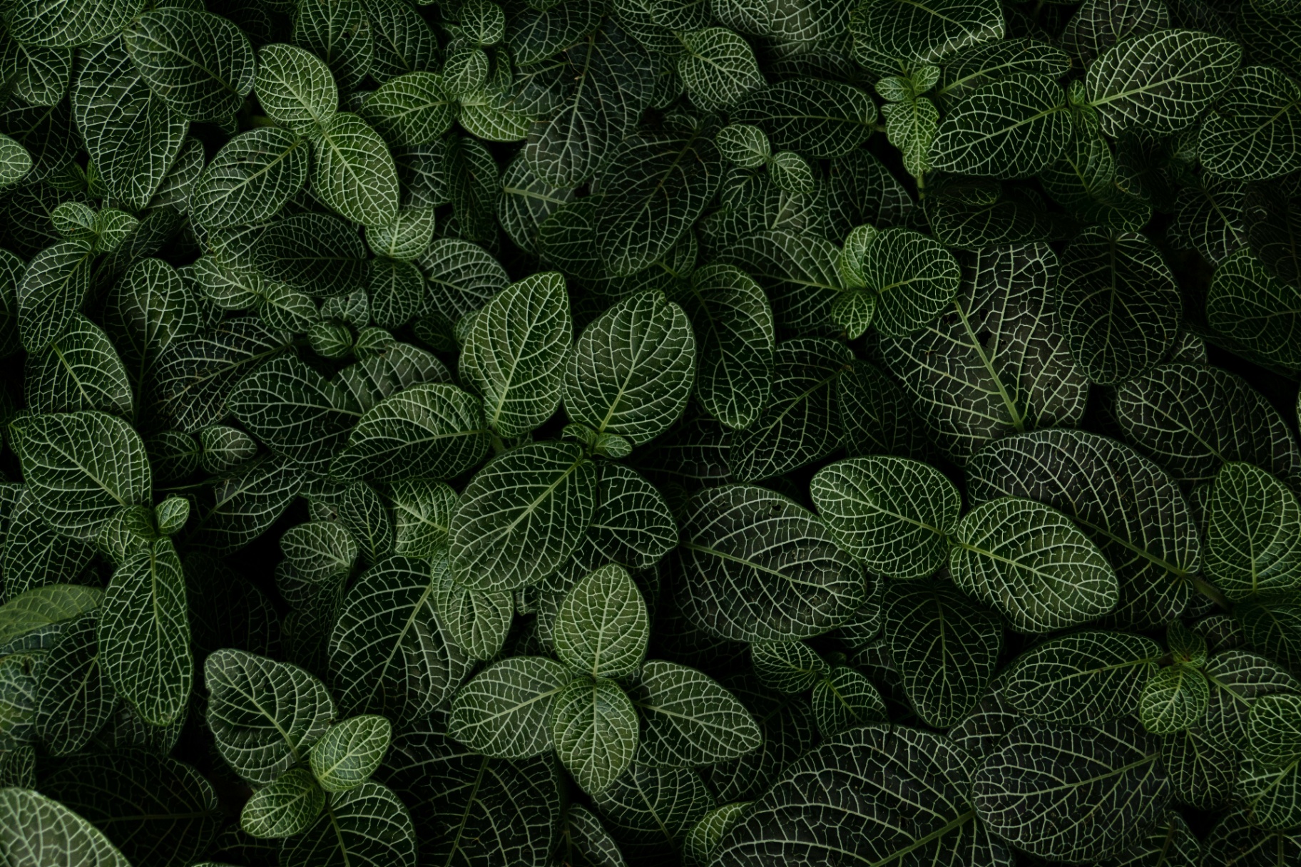 Succulent