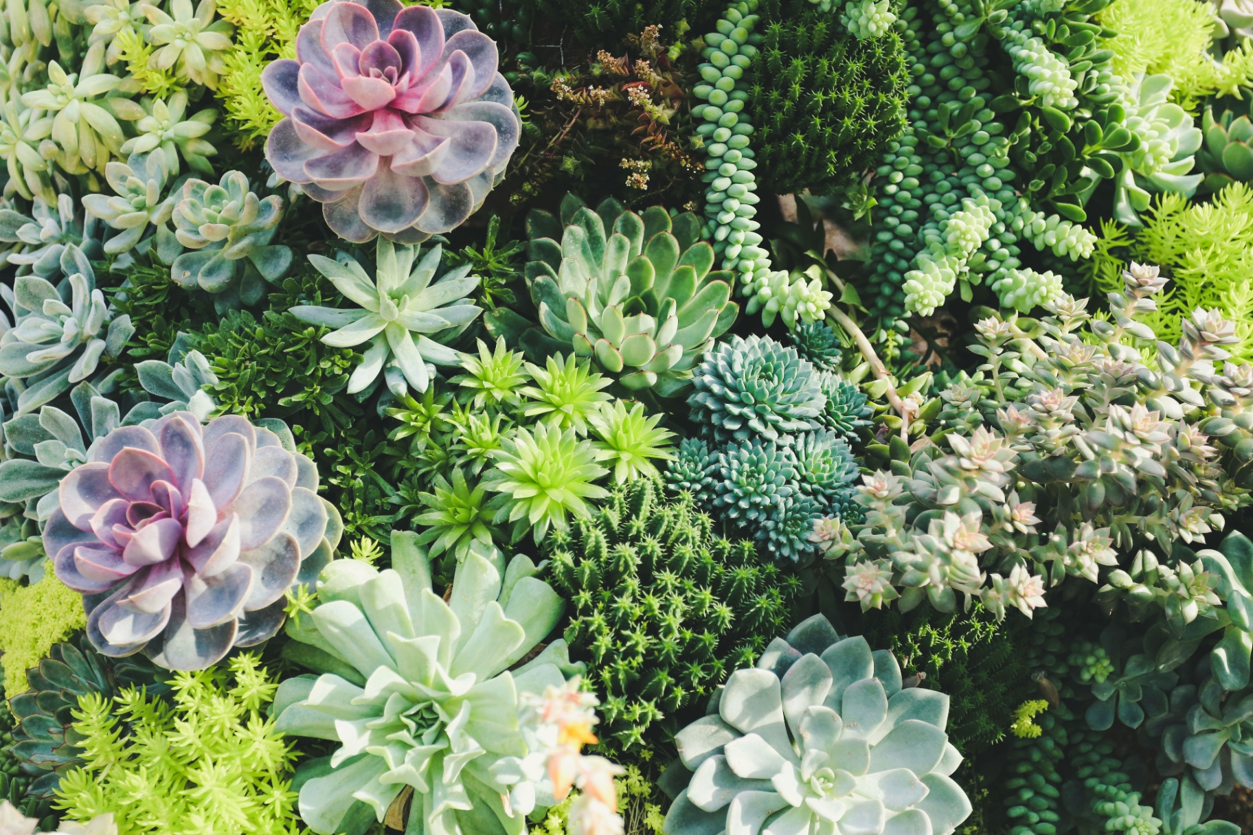 Succulent