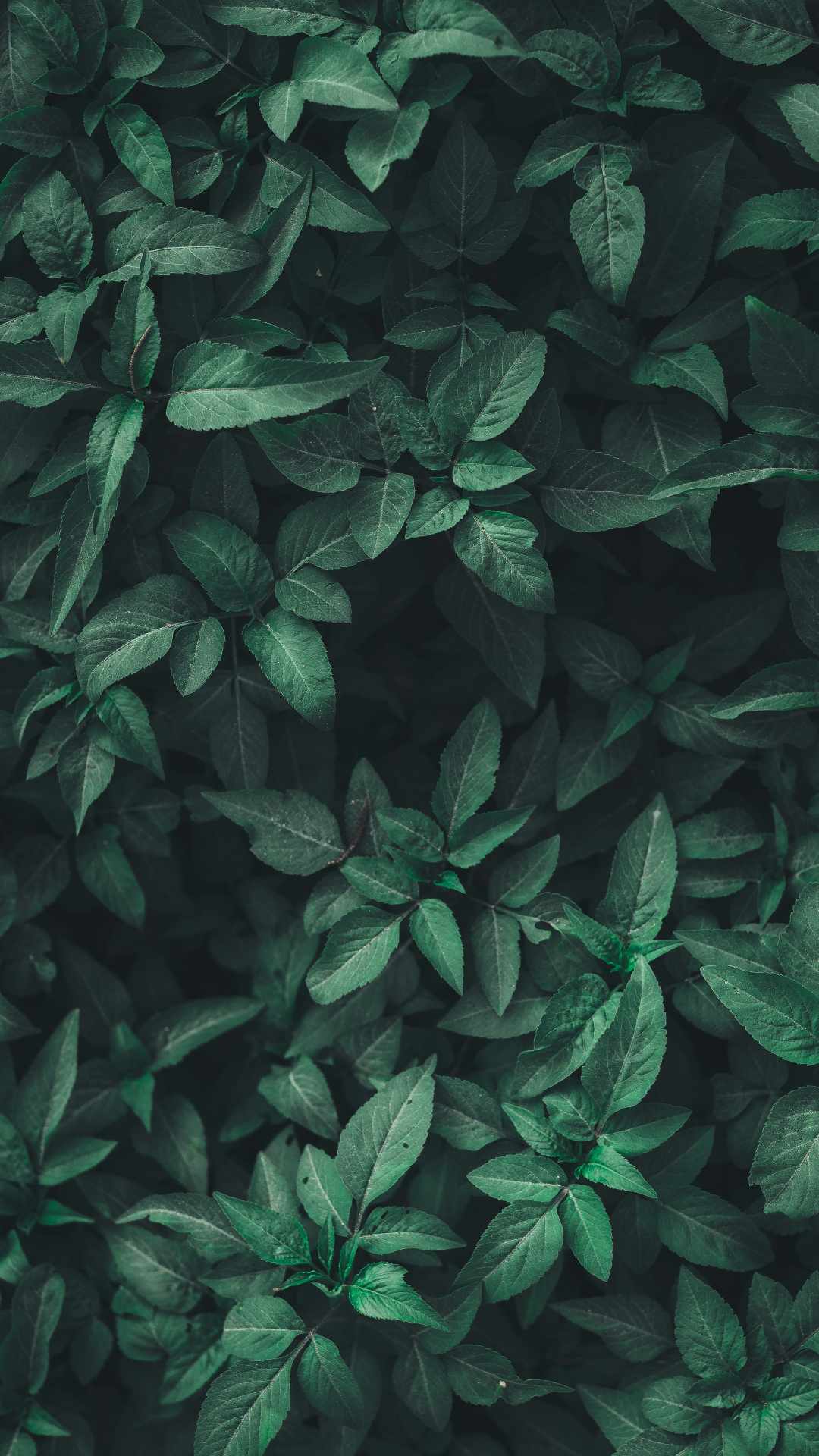 Succulent