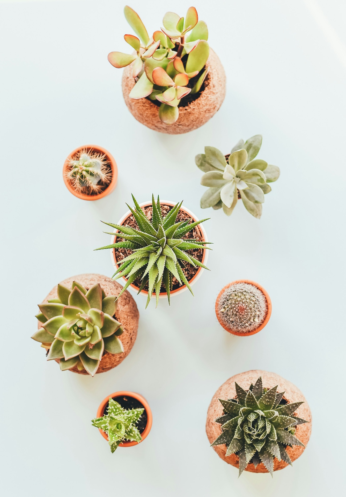 Succulent